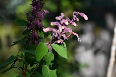 Salvia lasiantha