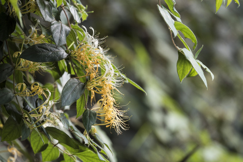 Lonicera macrantha, photograph 2