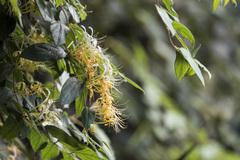 (c) Licheng Shih, some rights reserved (CC BY) Lonicera macrantha, photograph (c) Licheng Shih, some rights reserved (CC BY)