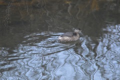 Tachybaptus ruficollis