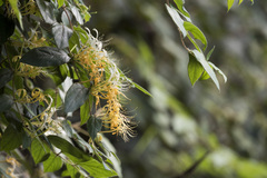 (c) Licheng Shih, some rights reserved (CC BY) Lonicera macrantha, photograph (c) Licheng Shih, some rights reserved (CC BY)