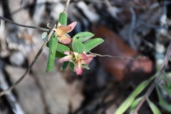 Gaudichaudia hexandra