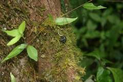 Tophoderes frenatus