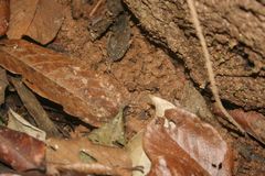 Mantidactylus betsileanus