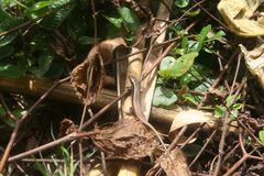 Zonosaurus madagascariensis