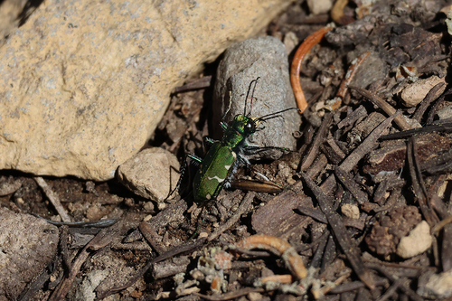 iNaturalist observation photo of Boreal Long-lipped Tiger Beetle