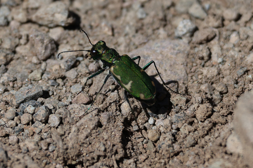 iNaturalist observation photo of Boreal Long-lipped Tiger Beetle