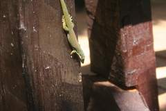 Phelsuma quadriocellata