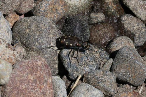iNaturalist observation photo of Western Tiger Beetle