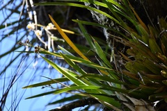 Prosthechea ochracea