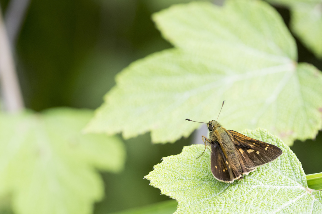 Ochlodes niitakana