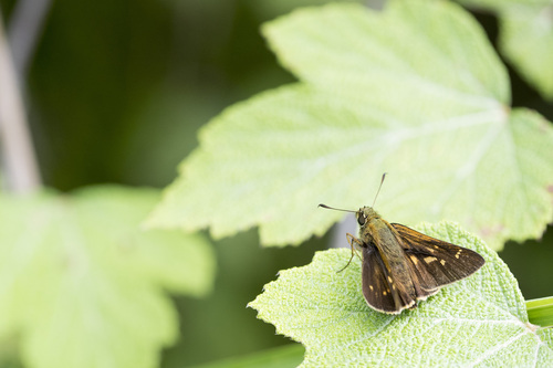 Ochlodes niitakana