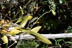 Oncidium leucochilum
