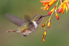 Selasphorus flammula