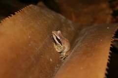 Guibemantis tornieri