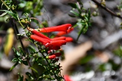 Lamourouxia lanceolata