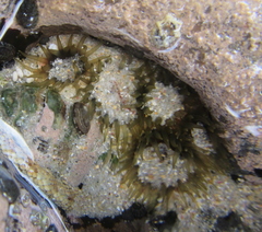 Isactinia olivacea