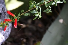 Lamourouxia lanceolata