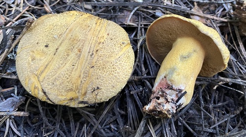 Blue-staining Slippery Jack