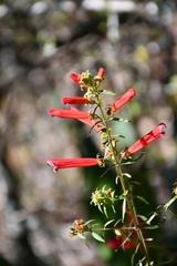 Lamourouxia lanceolata