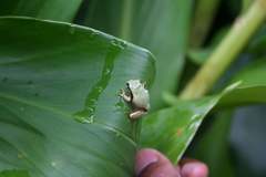 Heterixalus punctatus