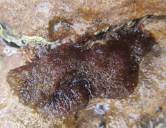 Nothogenia pulvinata