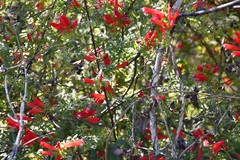 Lamourouxia lanceolata