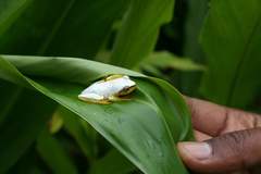 Heterixalus punctatus
