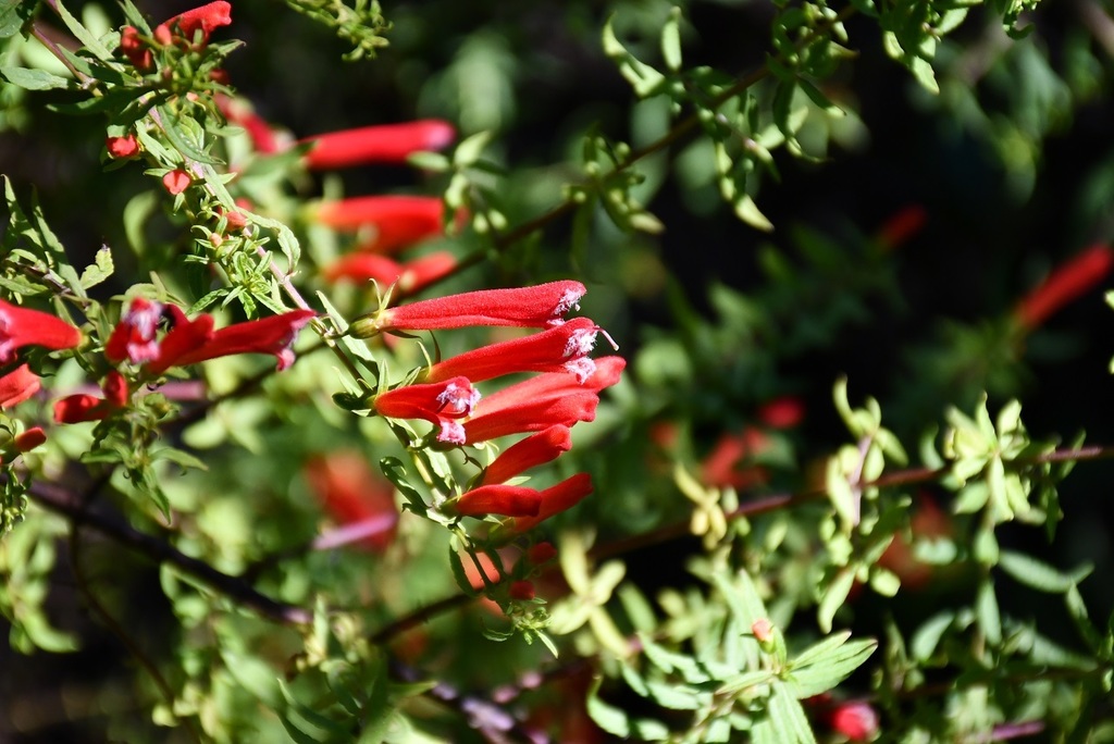 Lamourouxia lanceolata
