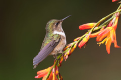 Selasphorus flammula
