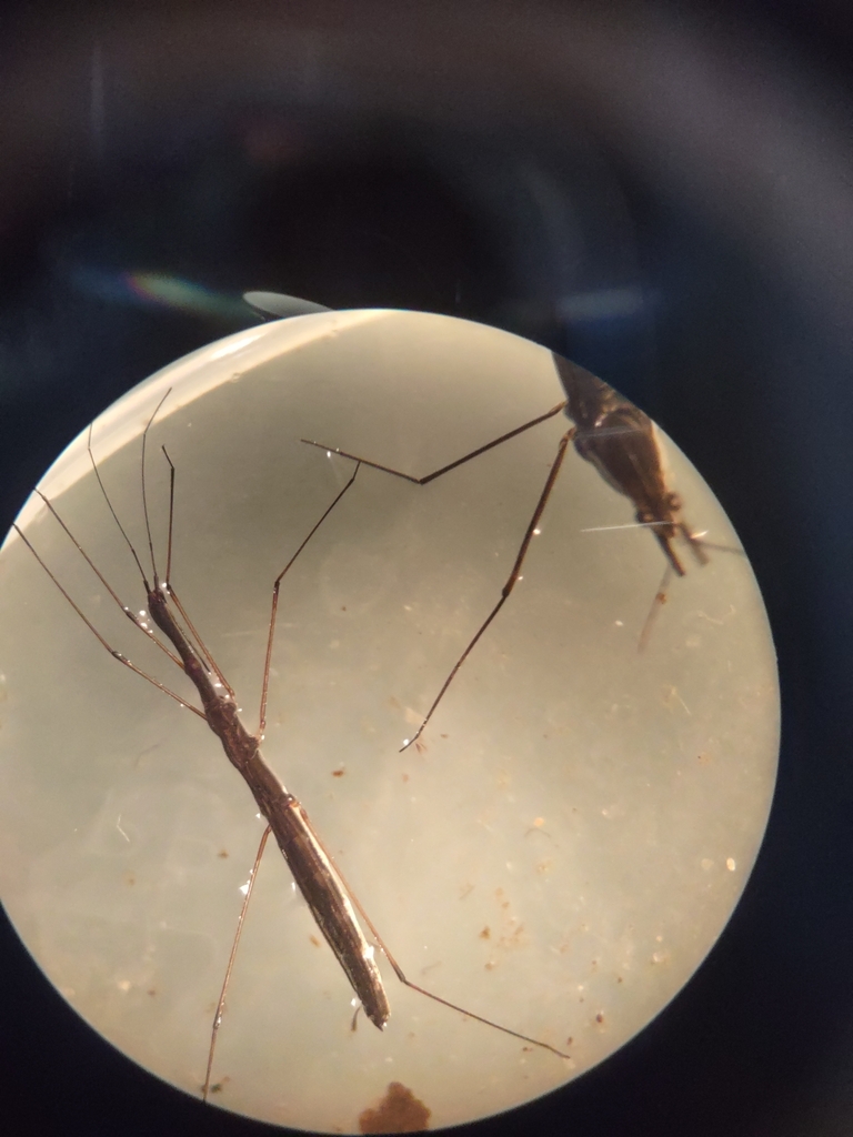 Common Water Measurer from Milicz, PL-DS, PL on July 10, 2023 at 02:32 ...