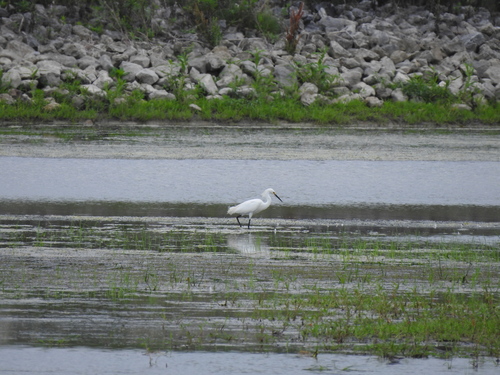 Snowy Egret photographed in Ohio