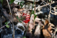 Bouvardia leiantha
