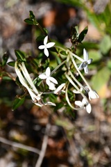 Bouvardia longiflora