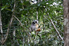 Propithecus diadema