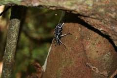 Tophoderes frenatus