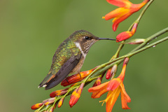 Selasphorus flammula