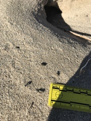 Dipodomys deserti