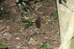 Monodelphis scalops