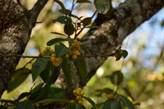 Shiny Xylosma (Xylosma flexuosa)