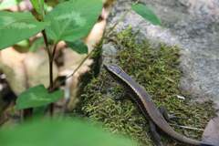 Zonosaurus madagascariensis