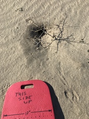 Dipodomys deserti