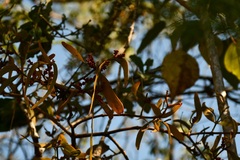 Phoradendron nervosum