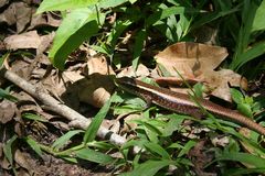 Zonosaurus madagascariensis