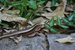 Zonosaurus madagascariensis