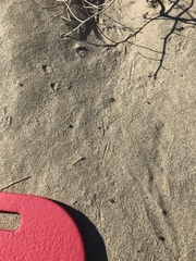 Dipodomys deserti