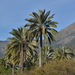 Chilean Wine Palm - Photo (c) Pablo Gutiérrez Maier, some rights reserved (CC BY-NC), uploaded by Pablo Gutiérrez Maier