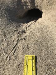 Dipodomys deserti