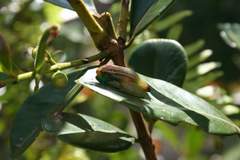 Heterixalus betsileo