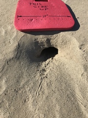 Dipodomys deserti